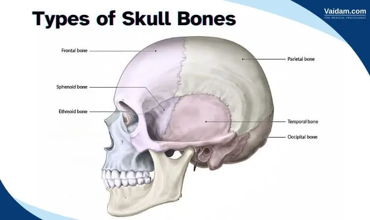 Labelled diagram of skull base representation diffrent parts