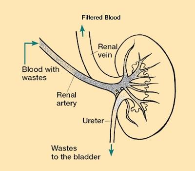 Kidneys Work