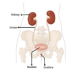 urinary tract