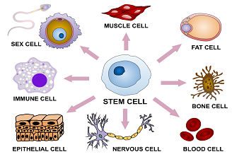 Importance of Stem cell Therapy in Cure of Diabetes by Endocrinologist Dr. P G Sundararaman