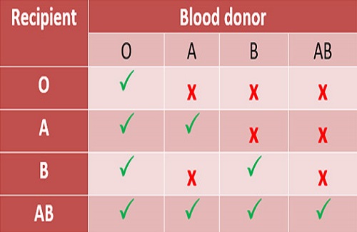 Blood Group Compatibility - Kidney Transplant in India