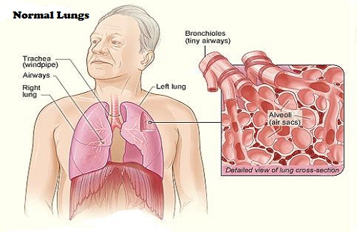 appearance of normal lungs