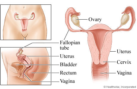 Le système de reproduction féminin