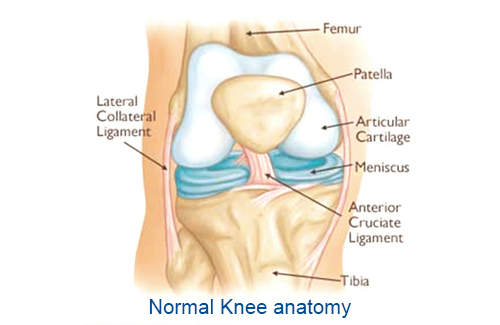 Anatomy structure of knee