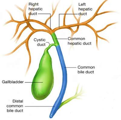 Overview Of Gall Bladder