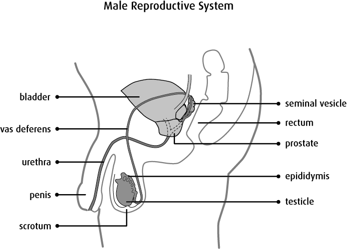 Overview of Prostate Gland