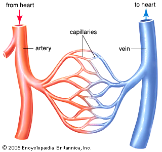 Overview Of Cardio Vascular System