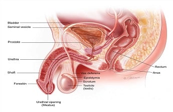 Prostate Cancer Symptoms, Diagnosis, Treatment - by Urologist Dr. Sanjay Gogoi, DNB, MCh, MS, MBBS